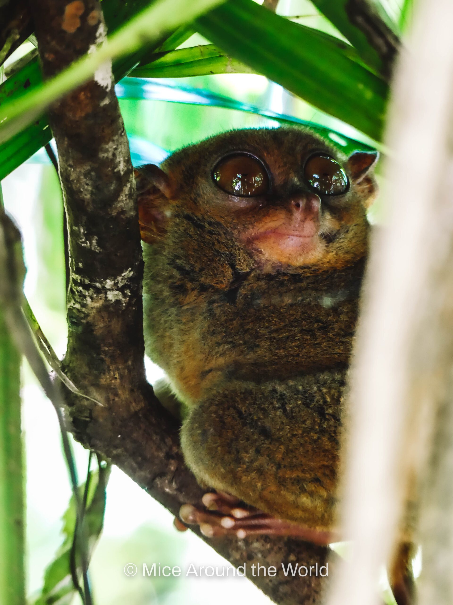 Tarsier Sancturary Bohol Philippines Mice Around the World