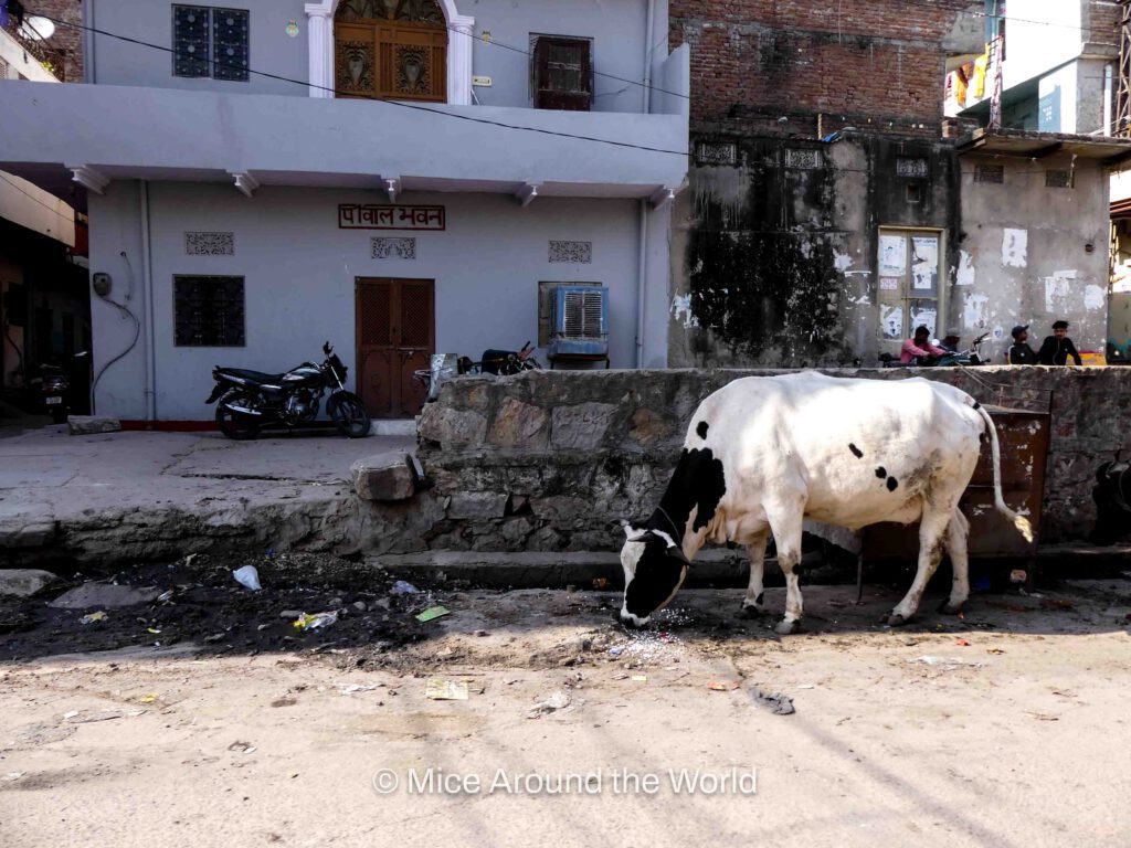 cows in hinduism in India Mice around the World